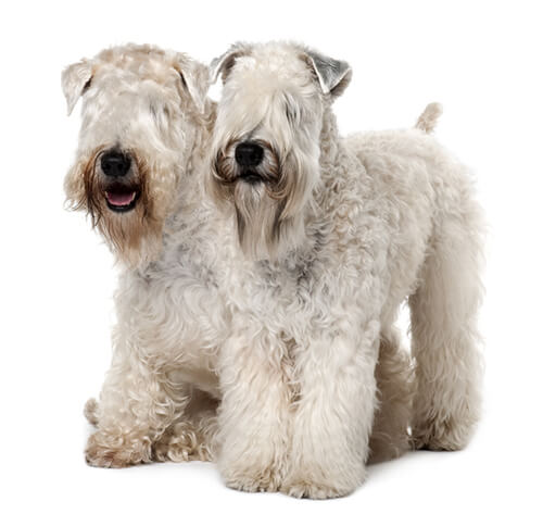 Best brush for soft coated wheaten terrier best sale